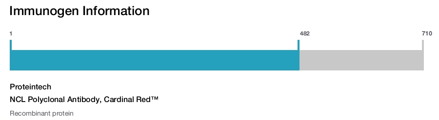 NCL Polyclonal Antibody, Cardinal Red&trade;