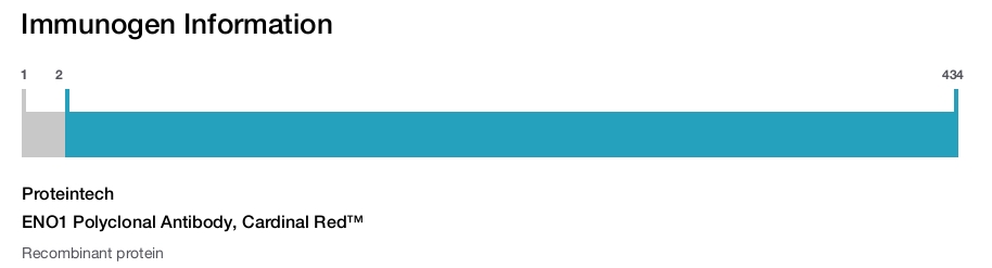 ENO1 Polyclonal Antibody, Cardinal Red&trade;