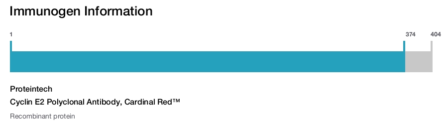Cyclin E2 Polyclonal Antibody, Cardinal Red&trade;