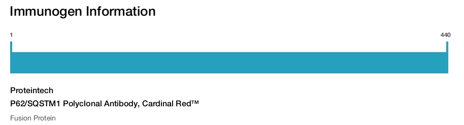 P62/SQSTM1 Polyclonal Antibody, Cardinal Red&trade;