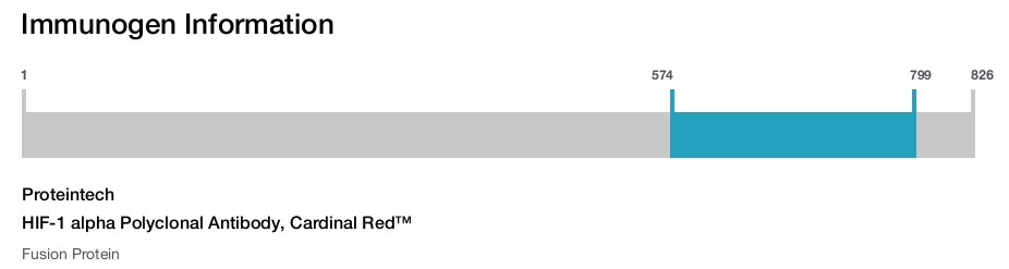 HIF-1 alpha Polyclonal Antibody, Cardinal Red&trade;