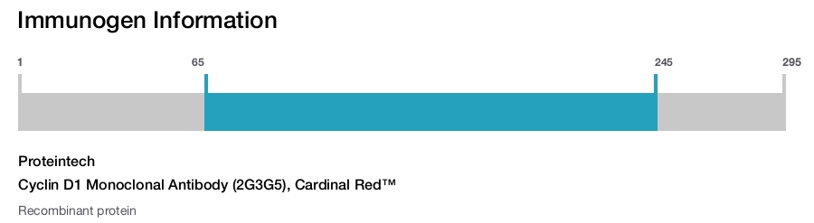 Cyclin D1 Monoclonal Antibody (2G3G5), Cardinal Red&trade;