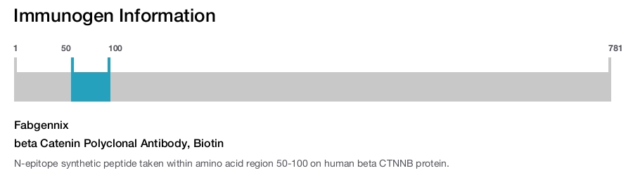 beta Catenin Polyclonal Antibody, Biotin