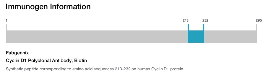 Cyclin D1 Polyclonal Antibody, Biotin