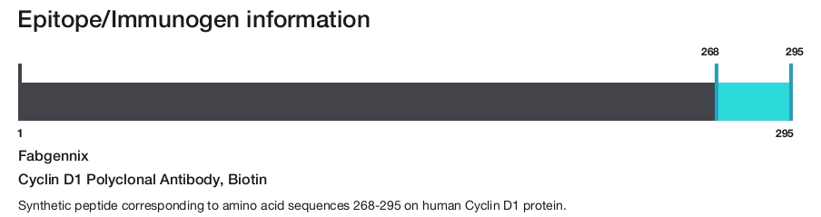 Cyclin D1 Polyclonal Antibody, Biotin