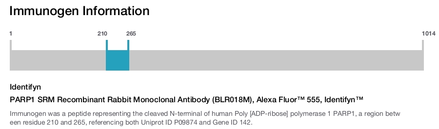 PARP1 SRM Recombinant Rabbit Monoclonal Antibody (BLR018M), Alexa Fluor™ 555, Identifyn™