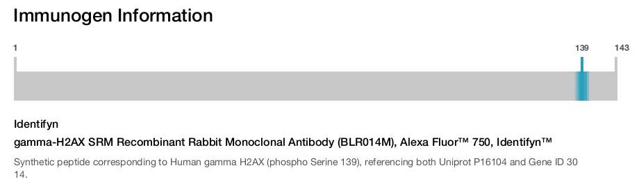 gamma-H2AX SRM Recombinant Rabbit Monoclonal Antibody (BLR014M), Alexa Fluor™ 750, Identifyn™