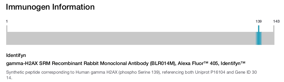 gamma-H2AX SRM Recombinant Rabbit Monoclonal Antibody (BLR014M), Alexa Fluor™ 405, Identifyn™