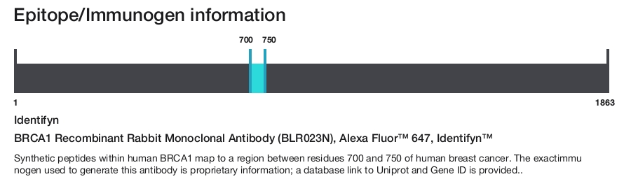 BRCA1 Recombinant Rabbit Monoclonal Antibody (BLR023N), Alexa Fluor&trade; 647, Identifyn&trade;