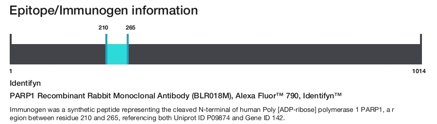 PARP1 Recombinant Rabbit Monoclonal Antibody (BLR018M), Alexa Fluor&trade; 790, Identifyn&trade;