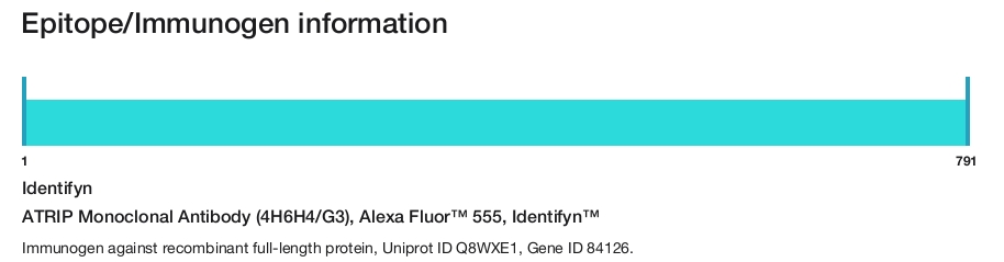 ATRIP Monoclonal Antibody (4H6H4/G3), Alexa Fluor&trade; 555, Identifyn&trade;