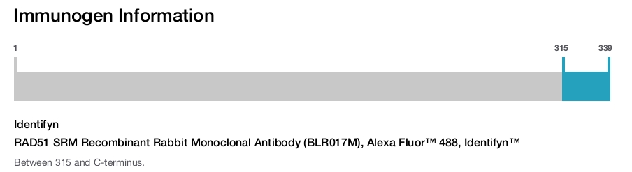 RAD51 SRM Recombinant Rabbit Monoclonal Antibody (BLR017M), Alexa Fluor™ 488, Identifyn™