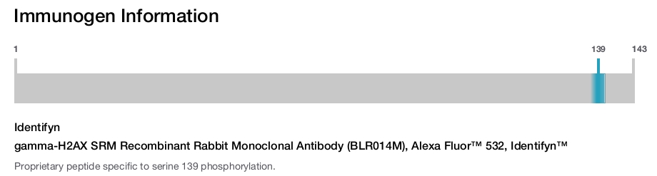 gamma-H2AX SRM Recombinant Rabbit Monoclonal Antibody (BLR014M), Alexa Fluor™ 532, Identifyn™