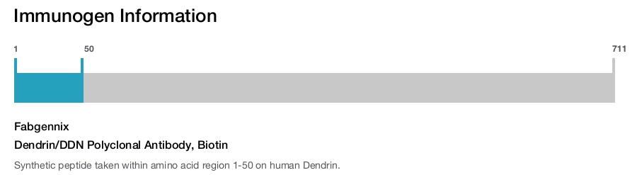 Dendrin/DDN Polyclonal Antibody, Biotin