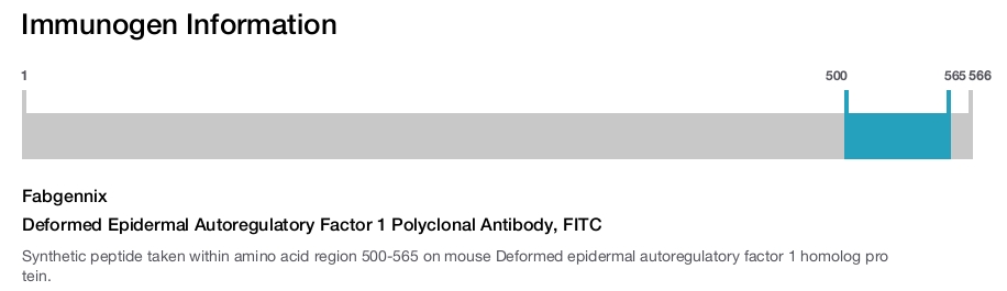 Deformed Epidermal Autoregulatory Factor 1 Polyclonal Antibody, FITC