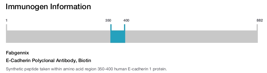 E-Cadherin Polyclonal Antibody, Biotin