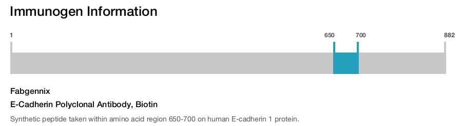 E-Cadherin Polyclonal Antibody, Biotin
