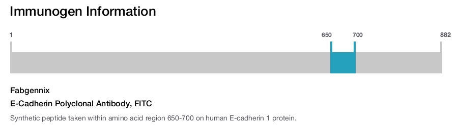 E-Cadherin Polyclonal Antibody, FITC