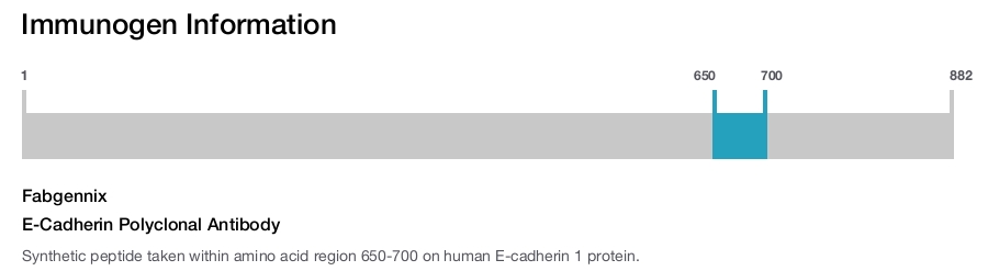 E-Cadherin Polyclonal Antibody