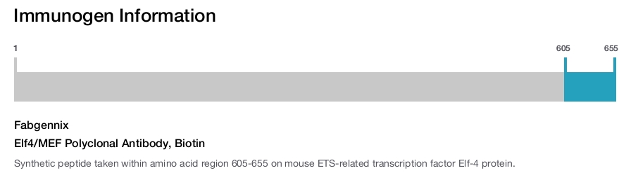 Elf4/MEF Polyclonal Antibody, Biotin