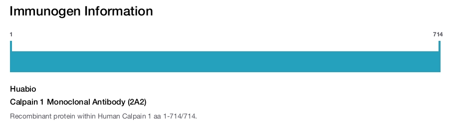 Calpain 1 Monoclonal Antibody (2A2)