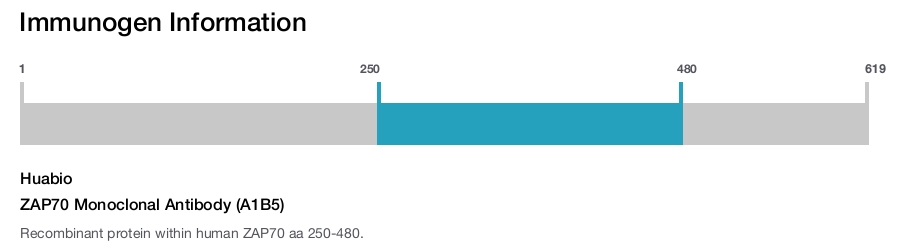 ZAP70 Monoclonal Antibody (A1B5)