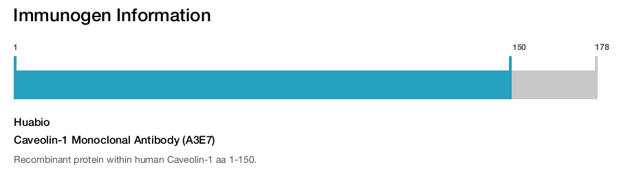 Caveolin-1 Monoclonal Antibody (A3E7)