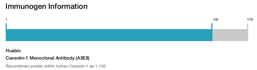 Caveolin-1 Monoclonal Antibody (A3E8)