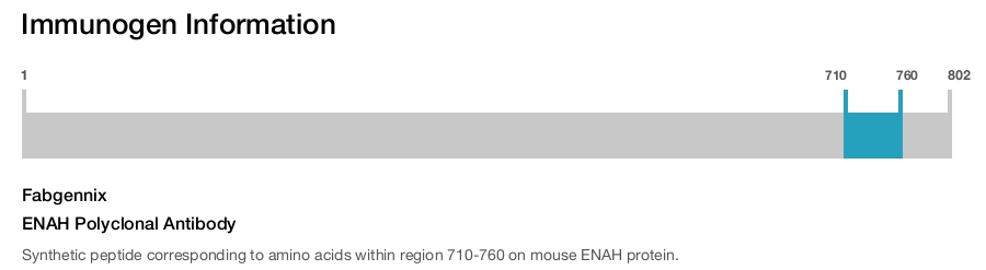 ENAH Polyclonal Antibody
