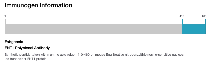 ENT1 Polyclonal Antibody