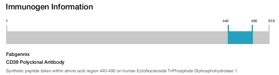 CD39 Polyclonal Antibody