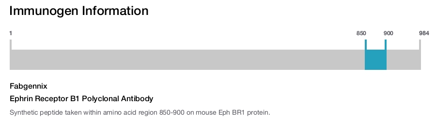 Ephrin Receptor B1 Polyclonal Antibody