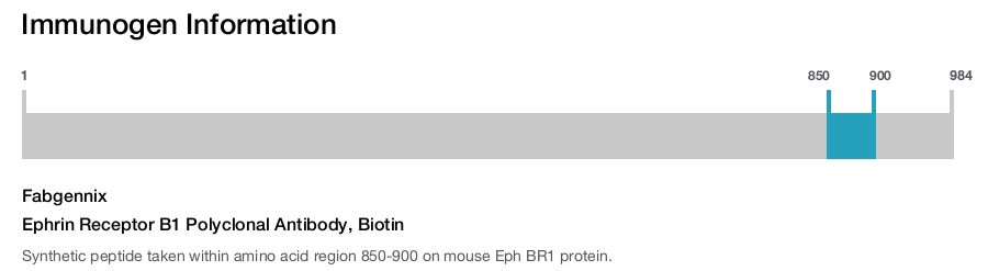 Ephrin Receptor B1 Polyclonal Antibody, Biotin