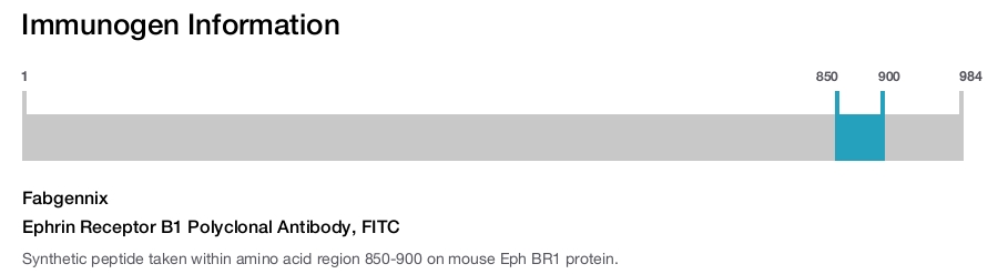 Ephrin Receptor B1 Polyclonal Antibody, FITC