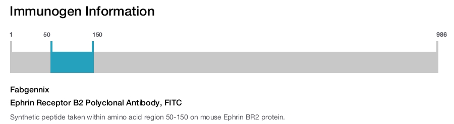 Ephrin Receptor B2 Polyclonal Antibody, FITC