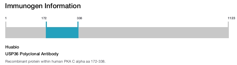 USP36 Polyclonal Antibody