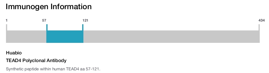 TEAD4 Polyclonal Antibody