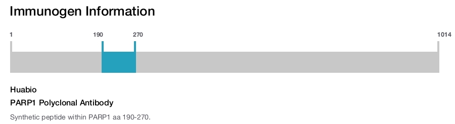 PARP1 Polyclonal Antibody