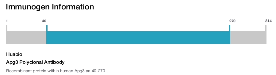 Apg3 Polyclonal Antibody