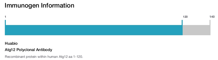 Atg12 Polyclonal Antibody