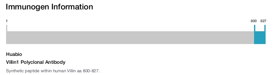 Villin1 Polyclonal Antibody