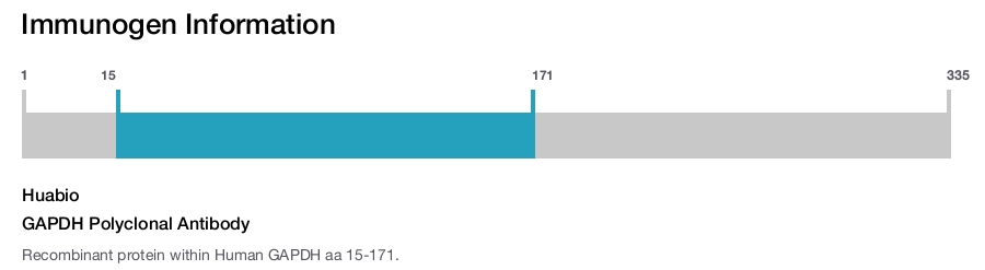 GAPDH Polyclonal Antibody