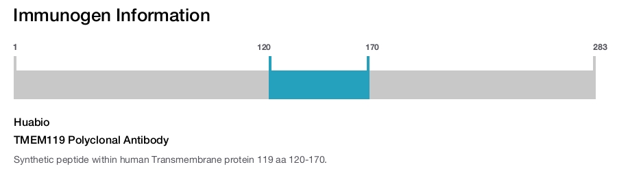 TMEM119 Polyclonal Antibody