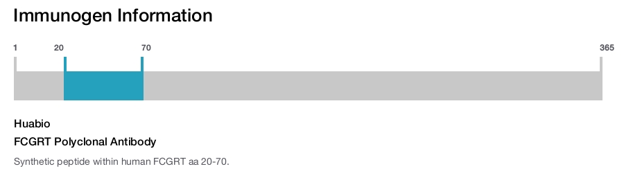 FCGRT Polyclonal Antibody