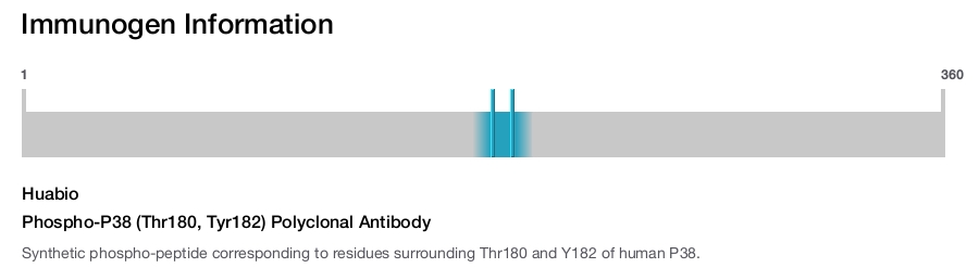 Phospho-P38 (Thr180, Tyr182) Polyclonal Antibody