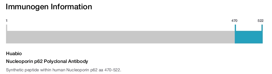 Nucleoporin p62 Polyclonal Antibody