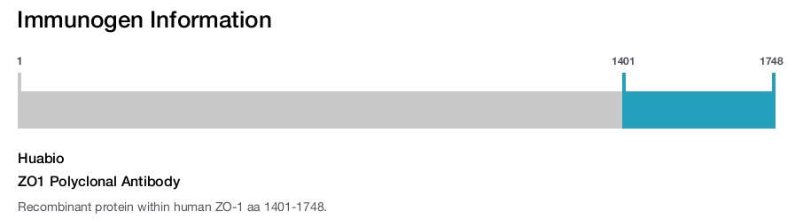 ZO1 Polyclonal Antibody