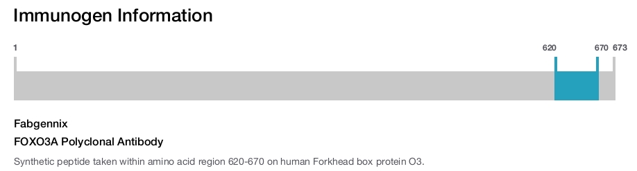 FOXO3A Polyclonal Antibody