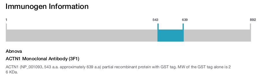 ACTN1 Monoclonal Antibody (3F1)