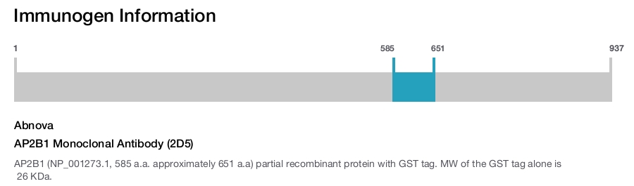 AP2B1 Monoclonal Antibody (2D5)